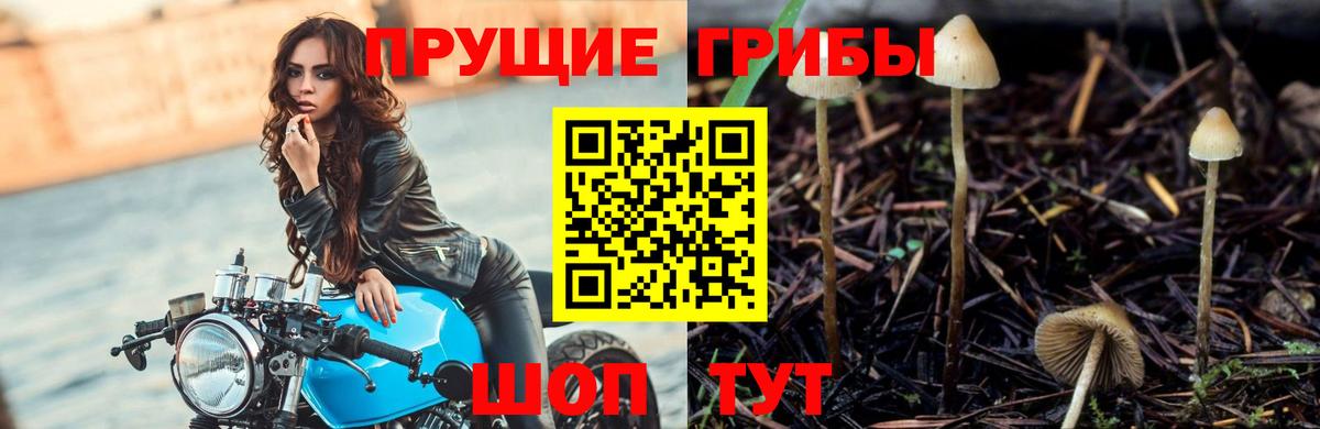 Изобильный  Псилоцибиновые грибы Psilocybine cubensis  Вход с VPN  Псилоцибиновые грибы Magic Shrooms 